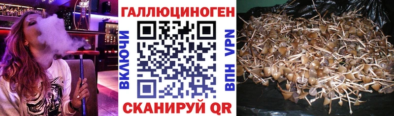 купить наркотик  Холм  Псилоцибиновые грибы Magic Shrooms 